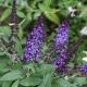 Buddleia pugster 'Blue' #3
