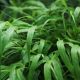 Hakonechloa macra