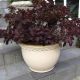 Cotinus c. 'Velveteeny' #3