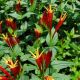 Spigelia m 'Little Redhead'