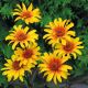 Heliopsis 'Burning Hearts'