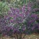 Callicarpa x 'Pearl Glam' #3