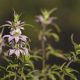 Monarda punctata