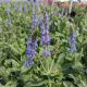 Salvia s 'Blue Hill'