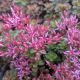 Sedum s 'Fulda Glow'