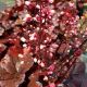 Heuchera 'Forever Red'