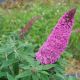 Buddleia 'Pugster Pinker' #3