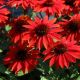 Echinacea x 'Sombrero Sangrita