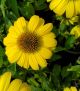 Echinacea x 'Sombrero Lem Yell