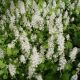 Tiarella c. ‘Running Tapestry’