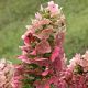 Hydrangea q Ruby Slippers' #5