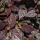 Calycanthus 'Burgundy Spic' #3