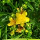 Hypericum k Erectum 'Gemo' #2