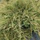 Juniperus com. 'Alpine Carpet'