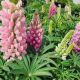Lupinus p Lupini 'Pink Shades'