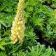 Lupinus p Lupini 'Yell Shades'