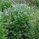 Polemonium Reptans