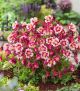 Aquilegia Earlybird Red & Whit