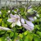 Hosta x Sum and Substance #2
