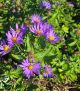 Aster o. 'October Skies'