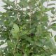 Ilex x.v. 'Apollo' #2