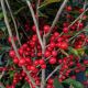 Ilex v 'Red Sprite' #3