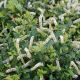 Itea v 'Scentlandia' #3
