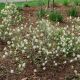 Fothergilla g 'Legend of the s
