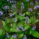 Scutellaria 'Appalachian Blues