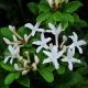Azalea Viscosum #2