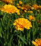 Coreopsis 'Early Sunrise' 1 Qt