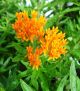 Asclepias tuberosa 4