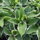 Hosta x 'Francee' #2