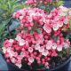 Kalmia l 'Tiddleywinks' #3