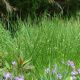 Juncus effusus 'Soft Rush'