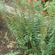 Polystichum acrostichoides #2