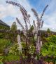 Actaea cimcifuga 'Pink Spike'