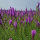 Liatris Spicata