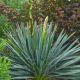 Yucca f 'Excalibur' #2