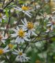 Aster d 'Eastern Star'