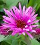 Aster 'Vibrant Dome' #2
