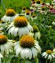 Echinacea p 'Happy Star'