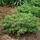 Juniperus com 'Tortuga' #2