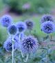 Echinops 'Blue Glow' #2