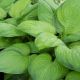 Hosta 'Guacamole' #2