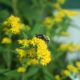 Solidago r 'Fireworks' #2