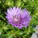 Stokesia laevis ‘Mel’s Blue’