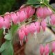 Dicentra spectablis #2