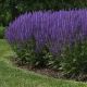 Salvia n. ‘Blue by You’