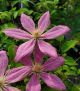 Clematis 'Sally'